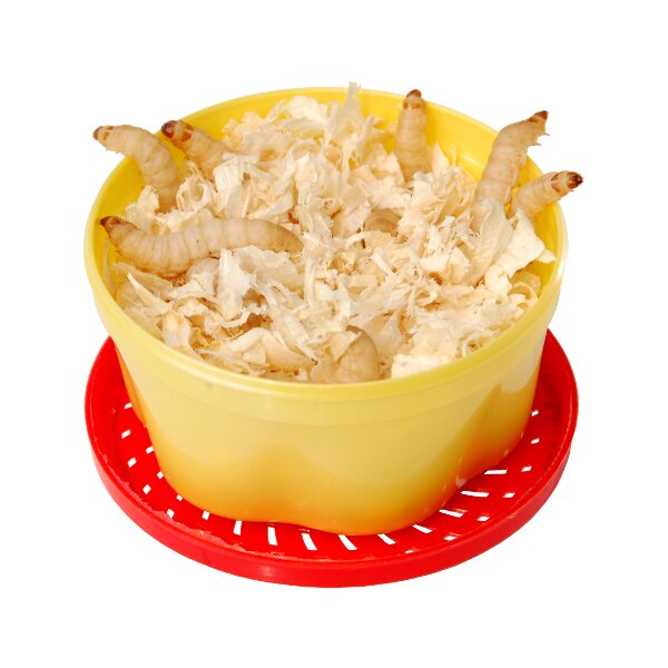 FTM Bienenmaden ca.40 St.