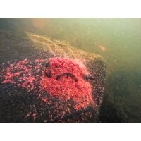 Korum Camo River Method 90g