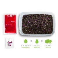 Delphin Pellet Box Ready&Go Pflaume Maulbeere